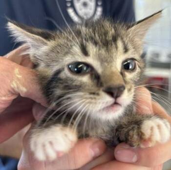 Nona -  Domestic Medium Hair and Domestic Short Hair Cat for Adoption in West Memphis, Arkansas - Nona | PetCurious