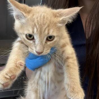 Lioness -  Domestic Short Hair Cat for Adoption in Talent, Oregon - Lioness | PetCurious