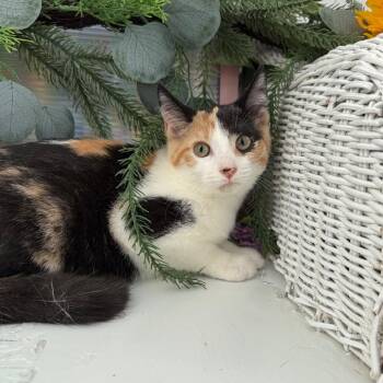 Sticky Bun Legion 56410 -  Domestic Short Hair Cat for Adoption in Eaton Rapids, Michigan - Sticky Bun Legion 56410 | PetCurious