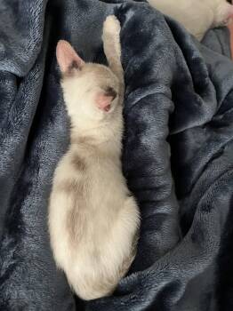 Milky -  Snowshoe Cat for Adoption in Broomall, Pennsylvania - Milky | PetCurious