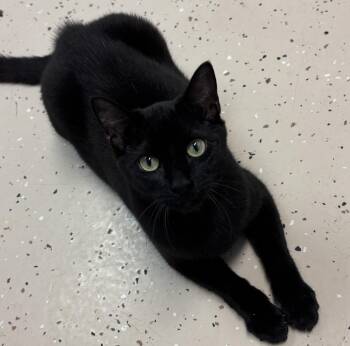 Rescue Domestic Short Hair Cats for Adoption in Pilot Point, Texas - Wilbur | PetCurious