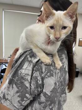 Siamese Cats Available for Adoption in Pasadena, Texas - A184642 | PetCurious