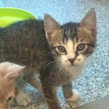 Beefcake (ID 51663) -  Domestic Short Hair Cat for Adoption in Manassas, Virginia - Beefcake (ID 51663) | PetCurious