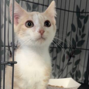 Rescue Domestic Short Hair Cats for Adoption in Blair, Wisconsin - Ginger Snap | PetCurious