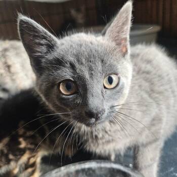Tartaric -  Domestic Short Hair Cat for Adoption in Watertown, New York - Tartaric | PetCurious