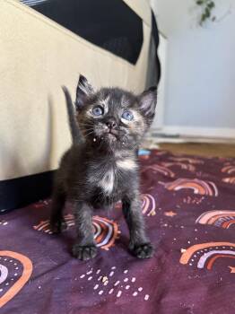 Rivian -  Domestic Short Hair Cat for Adoption in Tucson, Arizona - Rivian | PetCurious