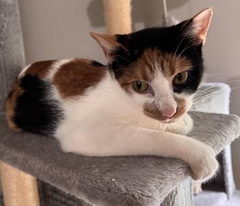Calico and Domestic Short Hair Cats Available for Adoption in Buford, Georgia - Daisy Howell | PetCurious