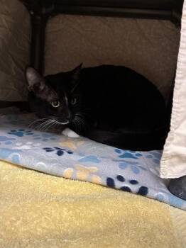 Domestic Short Hair Cats Available for Adoption in Minneapolis, Minnesota - CUDDLEBEAR | PetCurious