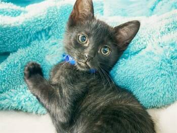 POLO -  Domestic Short Hair Cat for Adoption in Fort Lauderdale, Florida - POLO | PetCurious