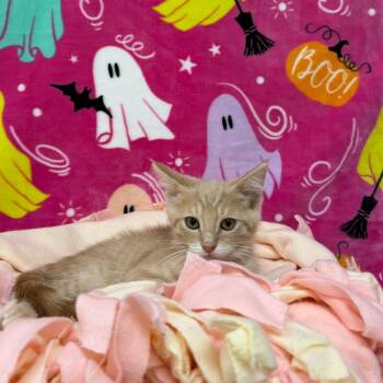 Roo -  Domestic Short Hair Cat for Adoption in Riverwoods, Illinois - Roo | PetCurious