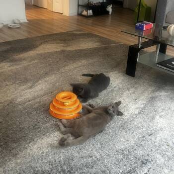Breadcrumb -  Domestic Short Hair Cat for Adoption in Evanston, Illinois - Breadcrumb | PetCurious