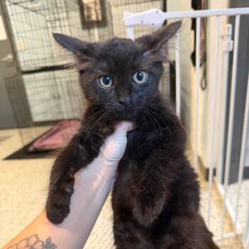 Luna -  Domestic Short Hair Cat for Adoption in Port Charlotte, Florida - Luna | PetCurious