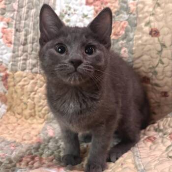 Domestic Short Hair Cats Available for Adoption in Belleville, Illinois - Charlotte | PetCurious