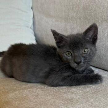 Dex* -  Domestic Short Hair Cat for Adoption in San Gabriel, California - Dex* | PetCurious