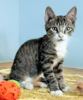 Rebel -  Tabby Cat for Adoption in Theodore, Alabama - Rebel | PetCurious