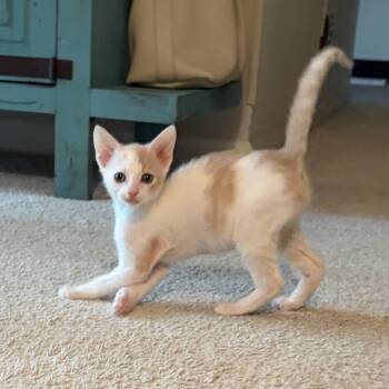 Domestic Short Hair Cats Available for Adoption in Chattanooga, Tennessee - Pike & Venti (bonded Pair) | PetCurious