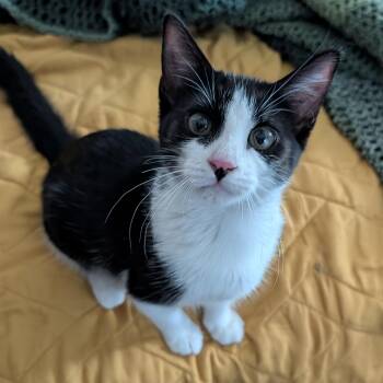Scarlett -  Domestic Short Hair and Tuxedo Cat for Adoption in Omaha, Nebraska - Scarlett | PetCurious