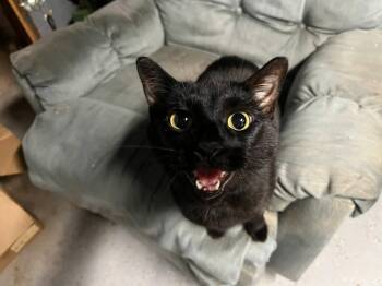 Rescue Domestic Short Hair Cats for Adoption in Nashville, Tennessee - Gracie | PetCurious