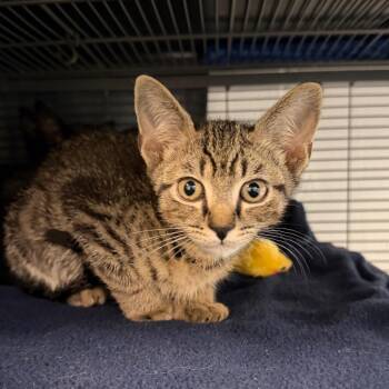 Mantis -  Domestic Short Hair Cat for Adoption in Hampton Bays, New York - Mantis | PetCurious