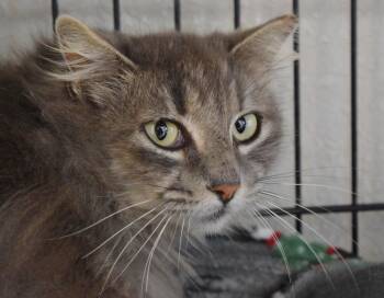 Domestic Long Hair Cats Available for Adoption - Puddin
