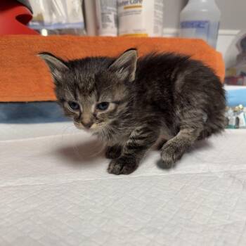 Galaxy Annihilator -  Domestic Medium Hair Cat for Adoption in Kansas City, Kansas - Galaxy Annihilator | PetCurious