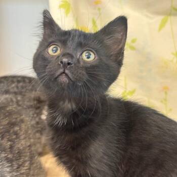 Domestic Short Hair Cats Available for Adoption in League City, Texas - Blueberry Cheesecake (RED) | PetCurious