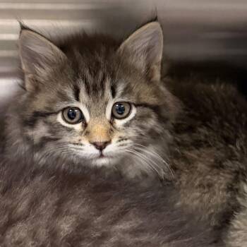 Lei Lei -  Domestic Long Hair Cat for Adoption in Cody, Wyoming - Lei Lei | PetCurious