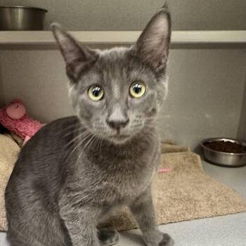 -Tonka -  Russian Blue Cat for Adoption in Red Bluff, California - -Tonka | PetCurious