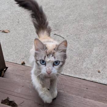 Mercy -  Domestic Long Hair Cat for Adoption in Asheville, North Carolina - Mercy | PetCurious
