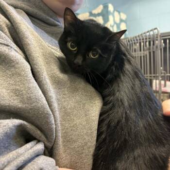 Domestic Short Hair Cats Available for Adoption - Blueberry | PetCurious