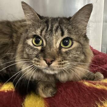 Tigerlilly -  Domestic Long Hair Cat for Adoption in Yucaipa, California - Tigerlilly | PetCurious