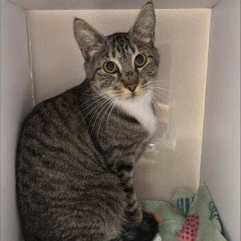 Milk -  Domestic Short Hair Cat for Adoption in Kanab, Utah - Milk | PetCurious