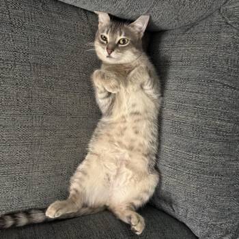 Marshmallow -  Domestic Short Hair Cat for Adoption in Ashland, Virginia - Marshmallow | PetCurious