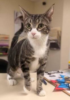 Mocha -  Domestic Short Hair Cat for Adoption in Ladysmith, Wisconsin - Mocha | PetCurious