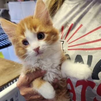 F - Marshmallow -  Domestic Medium Hair Cat for Adoption in Arizona City, Arizona - F - Marshmallow | PetCurious