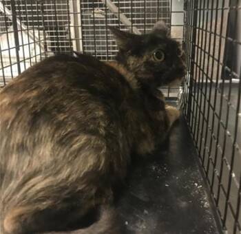 NALA -  Domestic Short Hair Cat for Adoption in Conroe, Texas - NALA | PetCurious