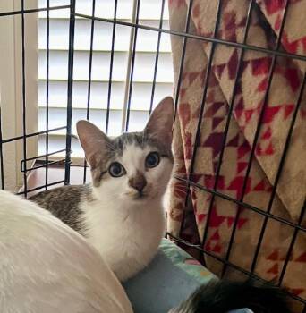 Domestic Short Hair Cats Available for Adoption - Riley | PetCurious