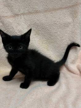 Harper -  Domestic Medium Hair Cat for Adoption in Vacaville, California - Harper | PetCurious