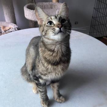 Rescue Domestic Short Hair Cats for Adoption in Los Angeles, California - Arielle | PetCurious