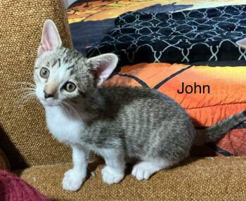 Domestic Short Hair Cats Available for Adoption in Crystal Lake, Illinois - John | PetCurious