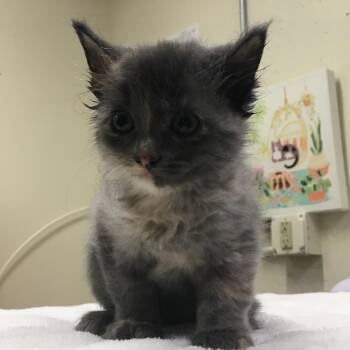 Jammie -  Domestic Medium Hair Cat for Adoption in Middlebury, Vermont - Jammie | PetCurious