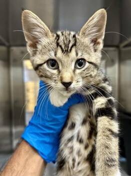 Lil Guy -  Domestic Short Hair Cat for Adoption in Wichita, Kansas - Lil Guy | PetCurious
