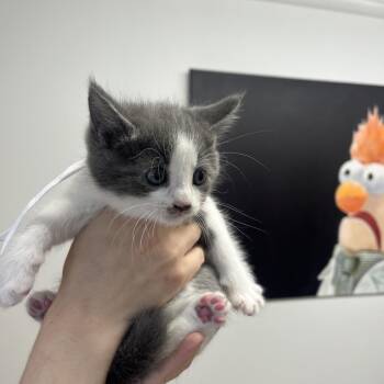 Dee -  Domestic Short Hair Cat Available for Adoption in Mentor, Ohio - Dee | PetCurious