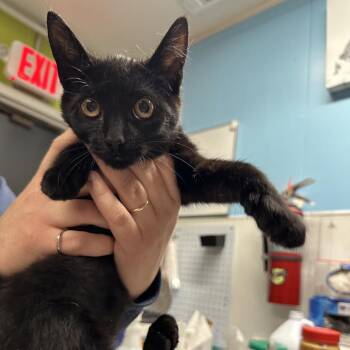 Domestic Short Hair Cats Available for Adoption - Rake | PetCurious