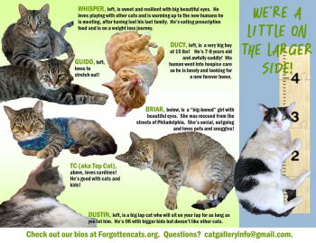 Rescue Domestic Short Hair Cats for Adoption in Greenville, Delaware - Big Cats: 11+ Pounds, Part 3 | PetCurious