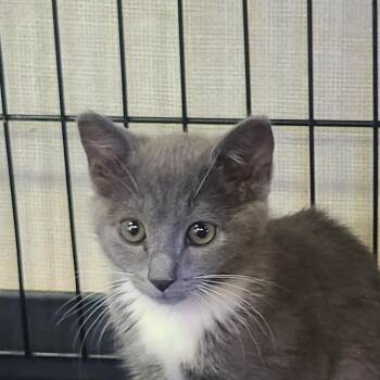 Marina -  Domestic Short Hair Cat for Adoption in Hemet, California - Marina | PetCurious