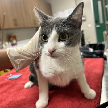 Cheryl -  Domestic Short Hair Cat for Adoption in Reno, Nevada - Cheryl | PetCurious
