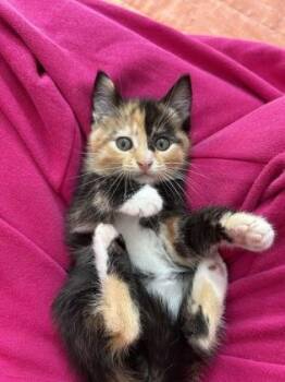 Godzilla -  Domestic Medium Hair and Domestic Short Hair Cat Available for Adoption in Pleasanton, California - Godzilla | PetCurious