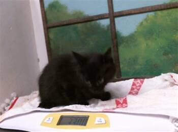 NEO -  Domestic Short Hair Cat for Adoption in Houston, Texas - NEO | PetCurious