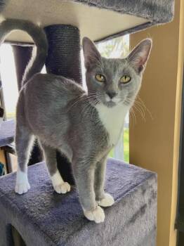 Rescue American Shorthair Cats for Adoption in Lakeland, Florida - Gomez | PetCurious